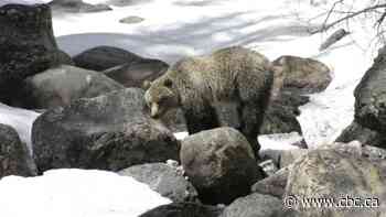 Traffic measures ramped up after 2nd grizzly bear killed on Trans-Canada Highway