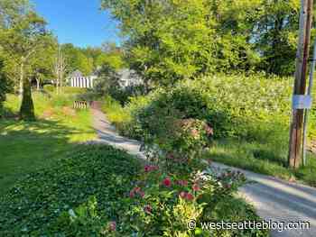 Footbridge, trail, art ahead as 'natural drainage systems' work expands to 24th/Kenyon | West Seattle Blog... - West Seattle Blog
