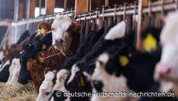 Inflation: Milch und Milchprodukte werden deutlich teurer