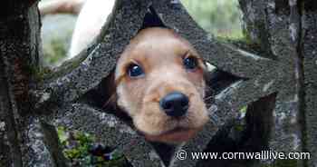 Vets' warning to all dog owners after death of cocker spaniel - Cornwall Live