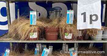Supermarket sparks debate by selling 'dead' plants for 1p - Cornwall Live