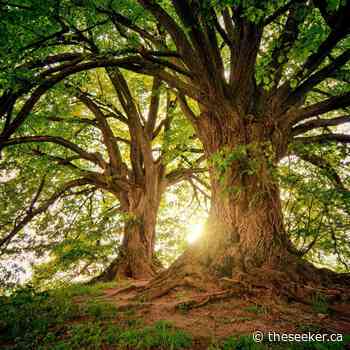 The Latest News from Transition Cornwall+: Trees - Our natural allies for living longer, healthier and happier lives - The Seeker Newsmagazine Cornwall - The Seeker