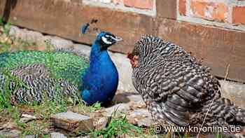 Ferienspaß im Freilichtmuseum – tolle Angebote für Kids