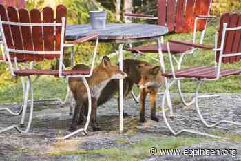 ▷ Der richtige Umgang mit Wildtieren in der Stadt - Eppingen.org