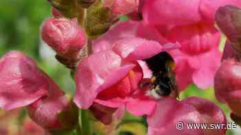 Gartenschau Eppingen zählt 100.000 Besucher - SWR Aktuell