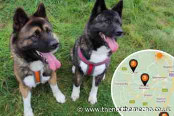 Hotspots of Lungworm in County Durham and Darlington for dogs - The Northern Echo