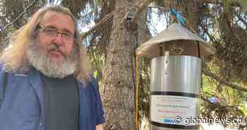 Heavy rain in Edmonton area has driven ‘a lot of mosquito hatching’: pest expert