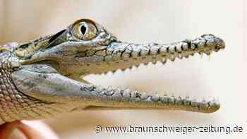 Ein Haustier-Verbot für Wildtiere ist längst überfällig