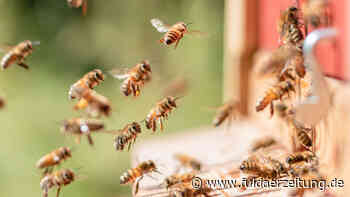 Fulda: Bienenstadt? Stadtverordnete bringen Agenda auf den Weg - Fuldaer Zeitung