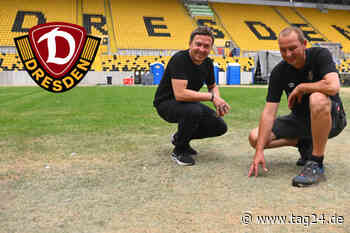 Nach Konzertsommer: Dynamo Dresden bekommt neuen Rasen - TAG24