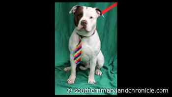 Pets in Need SoMD Dog of the Week: Bruno - The Southern Maryland Chronicle