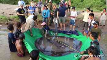 See the world's largest freshwater fish