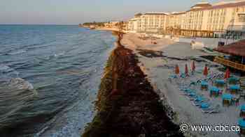 Canadians found dead of knife wounds in Mexico resort