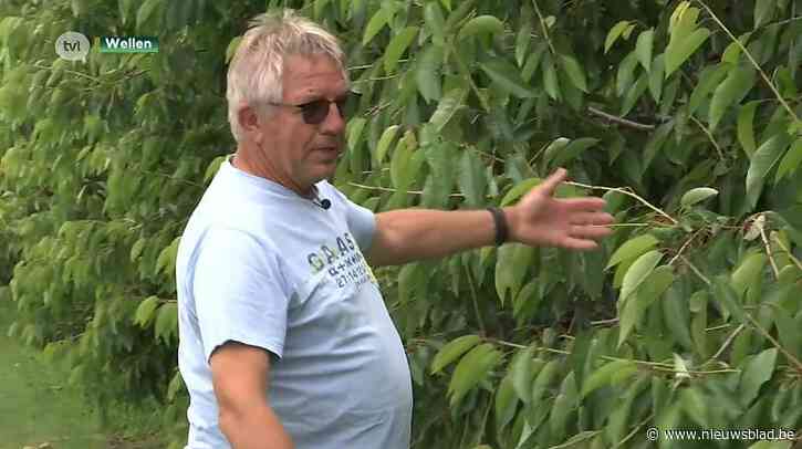 Politie controleert extra maar kersendieven blijven toeslaan in Haspengouw