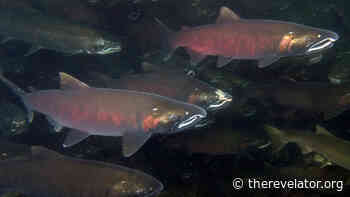 Set It Back: Moving Levees to Benefit Rivers, Wildlife and Communities • The Revelator - The Revelator