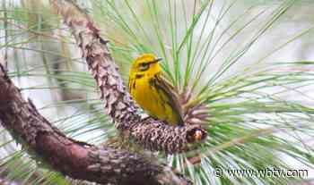 $25,000 in project funding awarded to Salisbury-based Three Rivers for improving bird habitat - WBTV