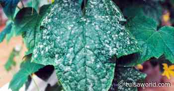 Master Gardener: 'Disease triangle' key to attacking powdery mildew - Tulsa World