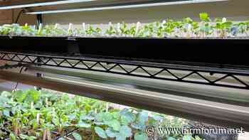 Dakota Gardener: Ways to prepare transplants for your garden - Farm Forum