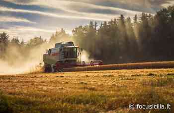 Grano: i costi salgono del 60 per cento. Prezziari fermi, rischio speculazioni - FocuSicilia
