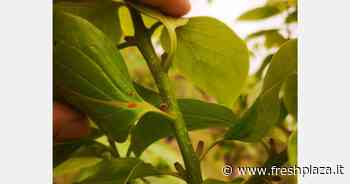 Previsto un calo del 35 per cento nella prossima campagna dei cachi - Freshplaza.it