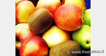 La produzione argentina di pomacee fresche diminuirà del 7 per cento - Freshplaza.it