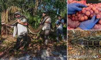 Burmese python weighing 250lbs and measuring nearly 18ft long found in Florida