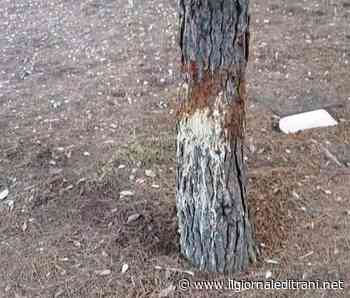 Trani, in villa un albero sta per cadere e gli altri non si sentono bene: cane aggressivo e padrone agiscono indisturbati - ilgiornaleditrani - Radio Bombo