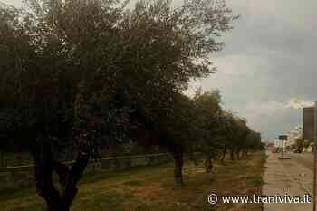 Polemica tra ambientalisti e ambulanti: chi danneggia gli ulivi di via Falcone? - TraniViva
