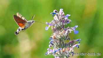 Tierwelt in Balingen - Keine Angst, der will nicht stechen - Schwarzwälder Bote