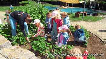 Kita Regenbogen Erlaheim - Kindergartenkinder ernten selbstgepflanzte Erdbeeren - Schwarzwälder Bote