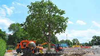 Platane versetzt - Baum steht nach 41 Jahren an neuem Platz - Schwarzwälder Bote