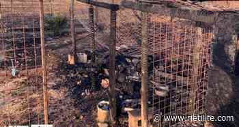 “Incendio doloso nel rifugio a Cantalice, uccisa la nostra Lilla” - Rieti Life