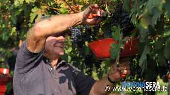 Appassimento uve in Valpolicella patrimonio Unesco, serve spinta della comunità - VeronaSera