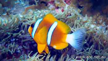 Activists say a WA 'carbon bomb' will damage Queensland's Great Barrier Reef