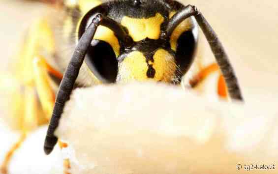 Vigevano, morta una donna di 63 anni punta da una vespa - Sky Tg24