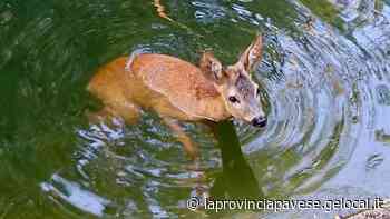 Capriolo cade nel canale a Vigevano, lo salvano un bagnino e due passanti - La Provincia Pavese