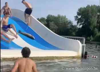 Jongeren halen karper uit water in Blaarmeersen en gooien dier in de lucht, politie maakt pv op voor dierenmishandeling - De Morgen