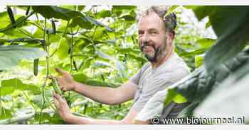 Gert van Brakel teelt wok & grill komkommers - BioJournaal.nl