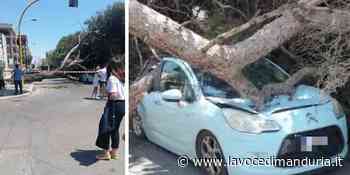 Grosso albero di pino si abbatte sulla strada, nessun ferito, distrutta un'auto in sosta - La Voce di Manduria