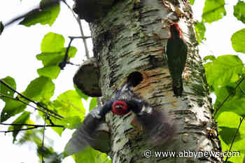 Mating woodpeckers put a halt to multi-billion-dollar TMX oil pipeline expansion work in Chilliwack