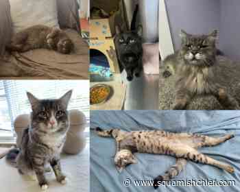 Overwhelmed BC SPCA shelters are discounting cat adoptions - Squamish Chief