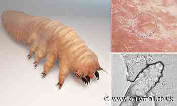 Meet the mites that have sex on your face and nipples while you sleep