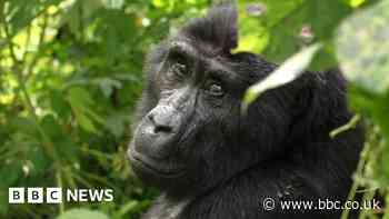 Mountain gorillas: The ripple effect of conservation