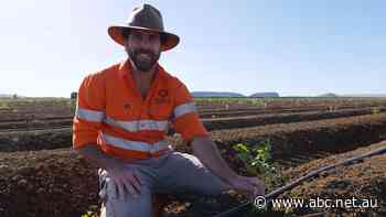 World's biggest Indian sandalwood plantation starts new planting cycle since going into administration