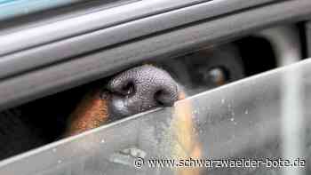 Hechingen und Dußlingen - Besitzerinnen lassen Hunde in überhitzten Autos zurück - Schwarzwälder Bote
