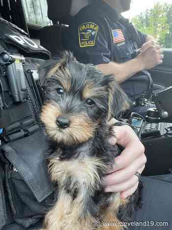 Parma police find puppy stolen from Petland - Cleveland 19 News