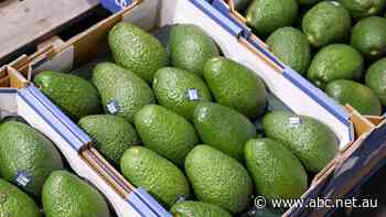 How many avos can you smash? Growers desperately need you to eat more