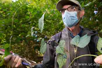 Invasive species are taking over Ohio forests | University Of Cincinnati - University of Cincinnati