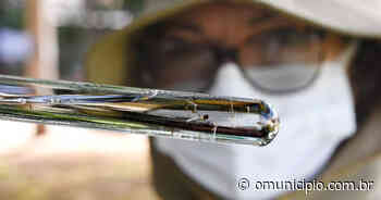 Dengue: número de casos diários da doença cai drasticamente em Brusque - O Município