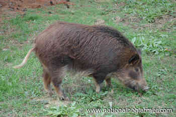 Government of Saskatchewan issues new measures to control feral pigs - National Hog Farmer